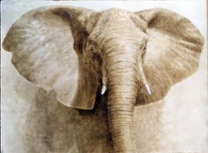 Elephant, 2004